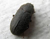 Kết quả kiểm tra xác minh côn trùng lạ tại thị xã Gia Nghĩa, tỉnh Đắc Nông