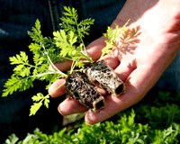 Sốt rét do Plasmodium falciparum kháng Artemisinine : những vấn đề cảnh báo và giải pháp khắc phục hữu ích