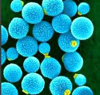 Viêm màng não do nhiễm nấm Cryptococcus