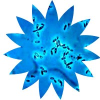 Những nghiên cứu mới trong phòng chống muỗi truyền bệnh sốt rét và muỗi truyền bệnh sốt xuất huyết