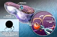 Vi khuẩn Wolbachia  diệt muỗi Anopheles lan truyền bệnh sốt rét