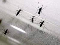 Muỗi chuyển gen, khắc tinh của sốt xuất huyết và sốt rét