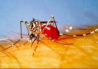 Bệnh sốt xuất huyết và chiến lược dự phòng bằng Vắc xin ở Châu Á và Thái Bình Dương