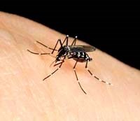 Tại sao bị muỗi đốt lại sưng và ngứa rất lâu?