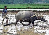 Bệnh nấm đen lòng bàn tay 