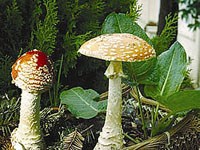 Mùa hè: mùa của ngộ độc thực phẩm & những điều nên tránh