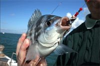 Kinh hoàng giun ăn thịt người