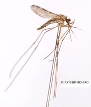 Một số đặc điểm về sinh thái học, phân loại và phân bố của phức hợp fluviatilis và culicifacies ở Đông Nam Á