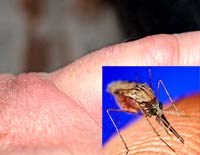 Thông tin cập nhật về phòng chống sốt rét, ký sinh trùng & côn trùng tháng 8 năm 2011