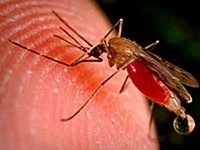 Sốt rét do truyền máu