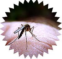 4 loại cây dễ trồng khiến muỗi “kinh sợ”