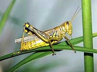 Phân loại côn trùng trong thế giới sinh vật