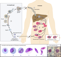 Những thế hệ thuốc chống sốt rét cho tương lai (Antimalarial Drugs of the Future)