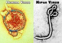 Thêm một bệnh truyền nhiễm từ động vật sang người