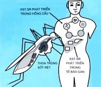 Biện pháp khắc phục ký sinh trùng sốt rét kháng thuốc  