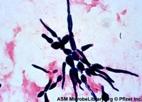 Hiểu biết về cách dùng thuốc điều trị bệnh nấm đường ruột 