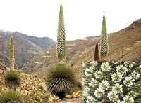  Bông hoa trăm năm mới nở 1 lần