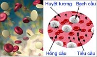 Những điều cần biết về tiểu cầu