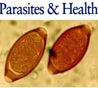 Phân loại ký sinh trùng theo vị trí ký sinh