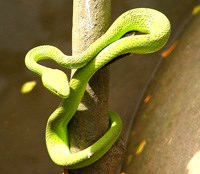 Phải làm gì khi bị rắn độc cắn?