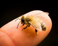 Bị ong đốt, phải làm gì ?