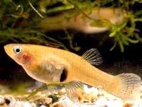 Hệ sinh thái sẽ mất cân bằng nếu không có ...muỗi?