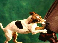 Cách sơ cứu vết thương do chó cắn