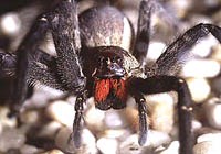 Một số khám phá thú vị và phỏng sinh học từ loài côn trùng “Góa phụ đen”