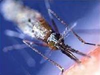 Thuốc mới ngừa sốt rét hiệu quả