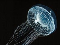 Sơ cấp cứu do nhiễm độc sinh vật biển