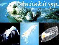 Một số bệnh ký sinh trùng liên quan đến môi trường biển