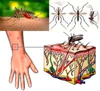 Tử vong do sốt rét ác tính thể não