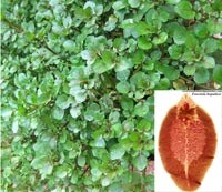 Cây cải xoong-Giá trị dinh dưỡng và giá thể truyền bệnh sán lá gan lớn