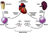 Các tế bào miễn dịch cơ thể liên quan đến kháng thuốc hoặc thất bại điều trị