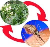 Điều chế thuốc trị bệnh sốt rét từ cây thuốc lá