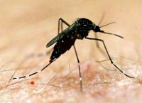 Sắp có vaccin ngừa sốt rét