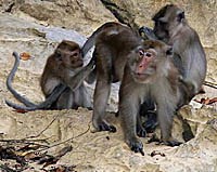 Sốt rét khỉ có khả năng gây bệnh cho người?