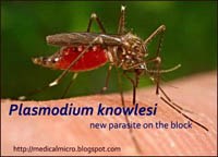 Plasmodium knowlesi, ký sinh trùng sốt rét khỉ gây bệnh cho người