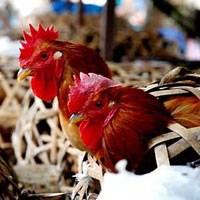 Điểm báo về các thông tin liên quan đến y tế ngày 21/2 năm 2012