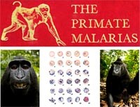 Thông tin kết quả Hội thảo quốc tế về sốt rét rừng từ khỉ sang người tại điểm Nghiên cứu sốt rét Khánh Phú (Khánh Hòa)