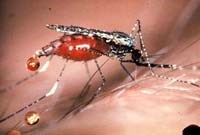 Dịch sốt rét tại tỉnh Attapeu (Lào) cuối năm 2011-mối đe dọa hiện hữu với người dân tỉnh Kon Tum thuộc vùng biên giới giáp Lào