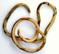 Sự bùng phát các bệnh ký sinh trùng truyền từ động vật sang người và mối quan tâm phòng chống bệnh ở khu vực miền Trung-Tây Nguyên