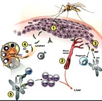 Tại sao ký sinh trùng sốt rét kháng thuốc?