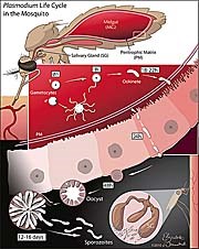 Những điểm mới trong phòng chống vector sốt rét