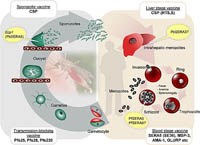 Các ấn phẩm mới nhất sốt rét và ký sinh trùng đường ruột từ tháng 1 đến tháng 3 năm 2012