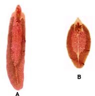Ký sinh trùng sinh sản và phát triển như thế nào?