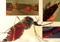 Một số thông tin về việc thả Muỗi biến đổi gen ra tự nhiên