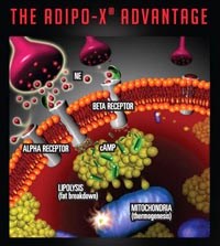 β-agonist: Ứng dụng và nguy cơ ảnh hưởng đến sức khỏe con người