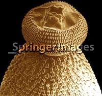 Đặc điểm dịch tễ học lâm sàng bệnh ấu trùng giun đầu gai Gnathostoma spinigerum tại một số tỉnh miền Trung-Tây Nguyên