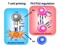 Miễn dịch chống lại bệnh sốt rét như thế nào ?